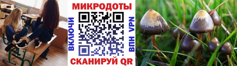Галлюциногенные грибы Psilocybe Котлас